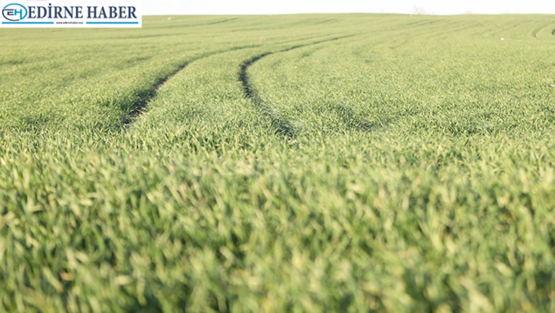 “Buğday bu yıl erken gelişim gösterdi”
