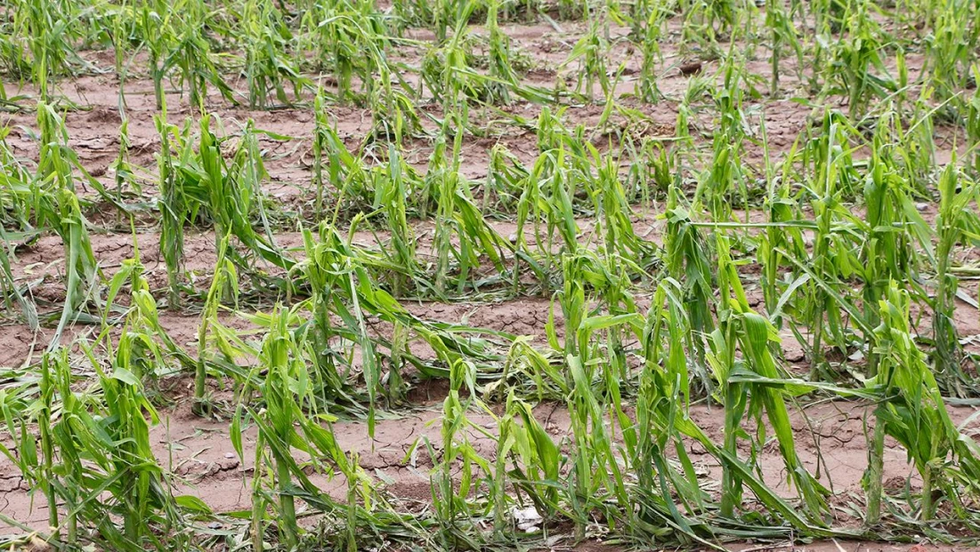 Çiftçiye güvence artıyor