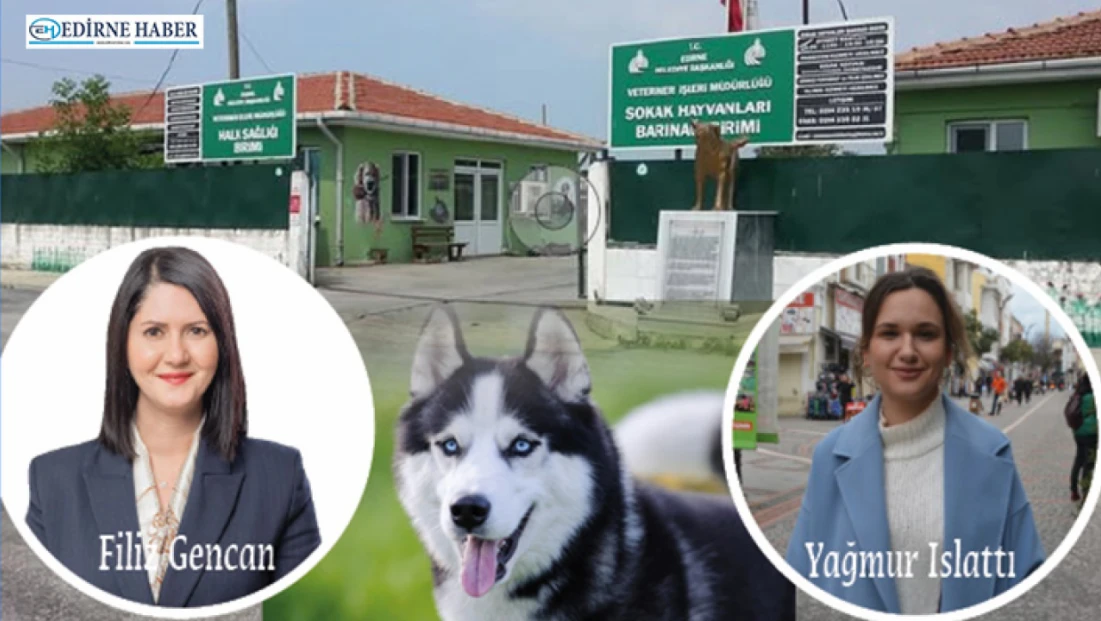 Edirne’de barınak isyanı: ‘Hayvanlar elinizde ölüyor!’