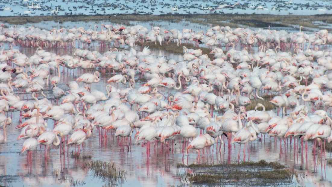Göçmen kuşlar çeltik tarlalarında besleniyor
