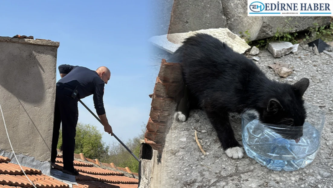 İş yerinin çatısında mahsur kalan kedi kurtarıldı