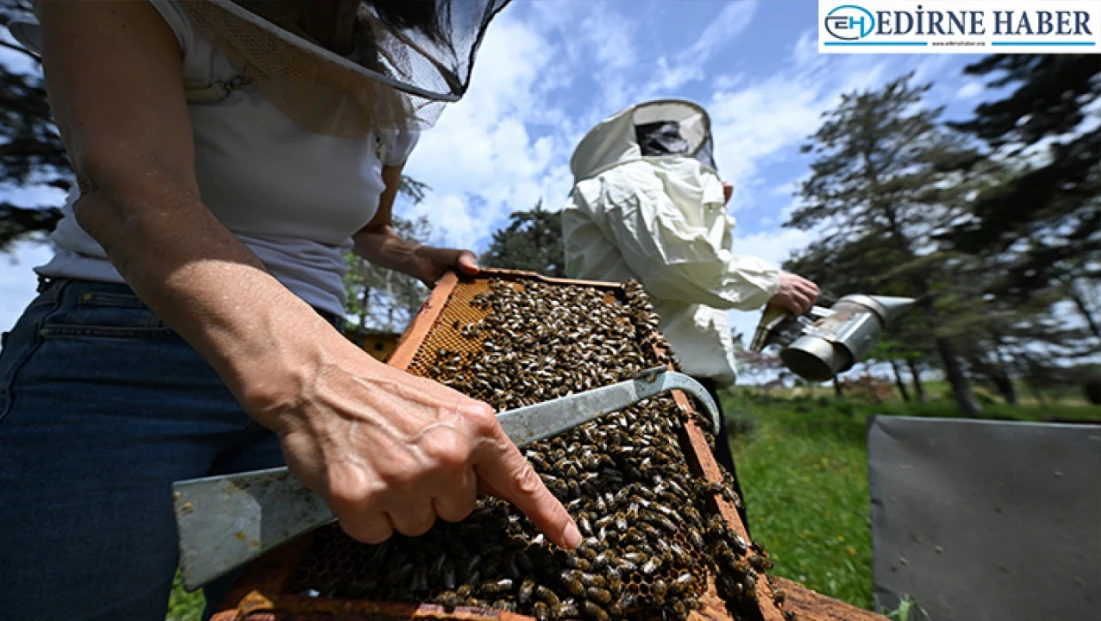 Kuraklık bal verimini düşürdü