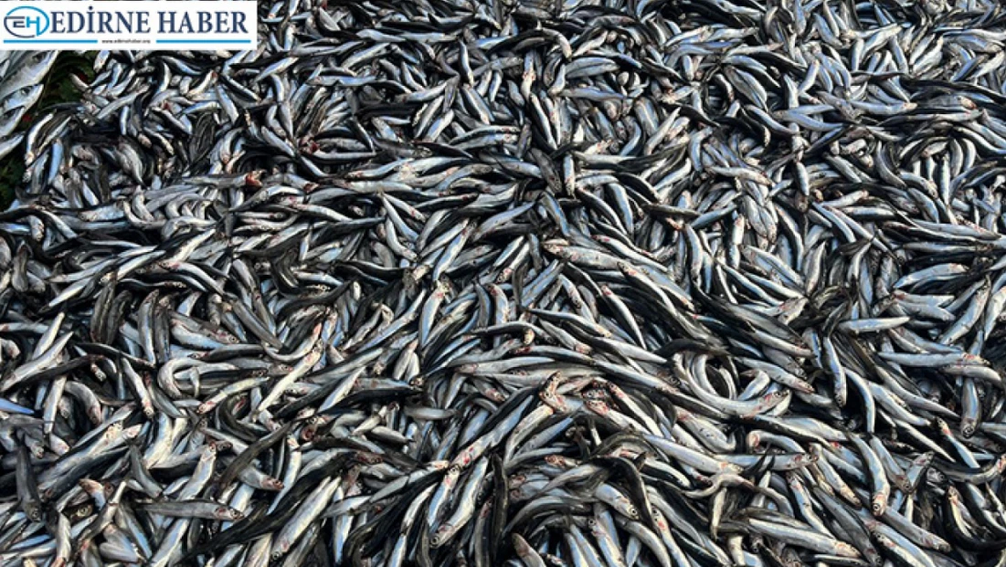 Palamut azaldı, hamsi tezgâhlara hakim oldu