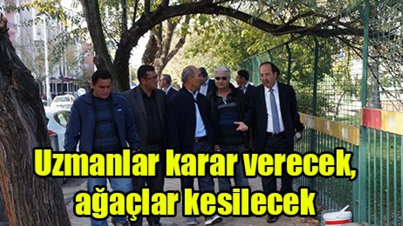 Uzmanlar Karar Verecek, Ağaçlar Kesilecek