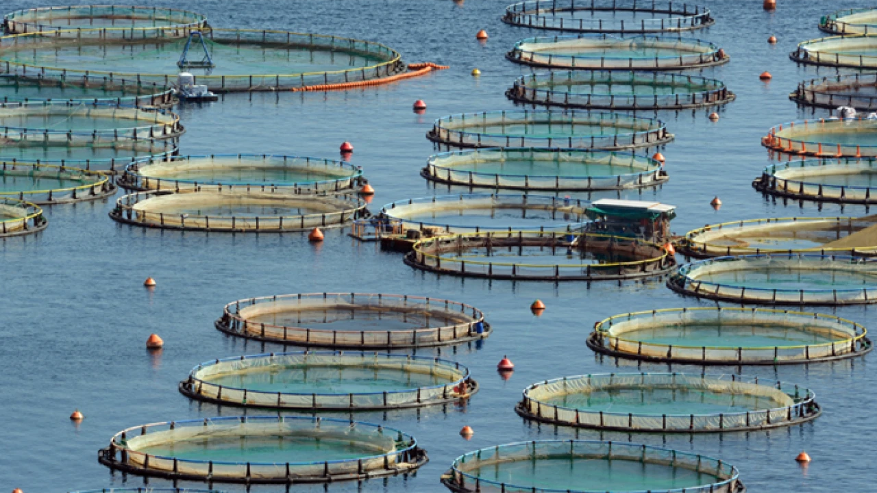 Türkiye, sürdürülebilir balıkçılıkta bölgenin öncüsü