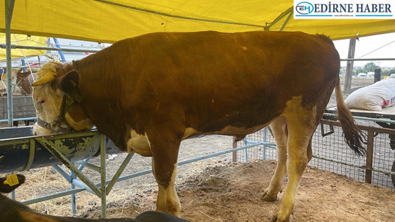 1 tonluk 'Kral' rekor fiyata satıldı!