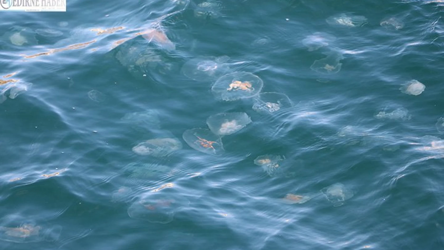 Marmara Denizi'nde denizanası popülasyonu arttı