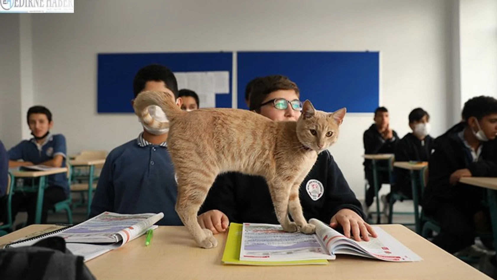Öğretmen ve öğrencilerin sahiplendiği kedi yavrusu okulun maskotu oldu