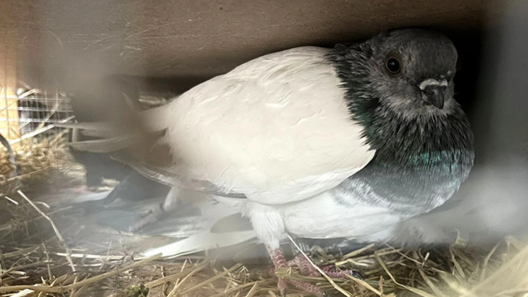 Bir kamyonette Türkiye'ye kaçak getirildiği belirlenen cins kuşlar ele geçirildi