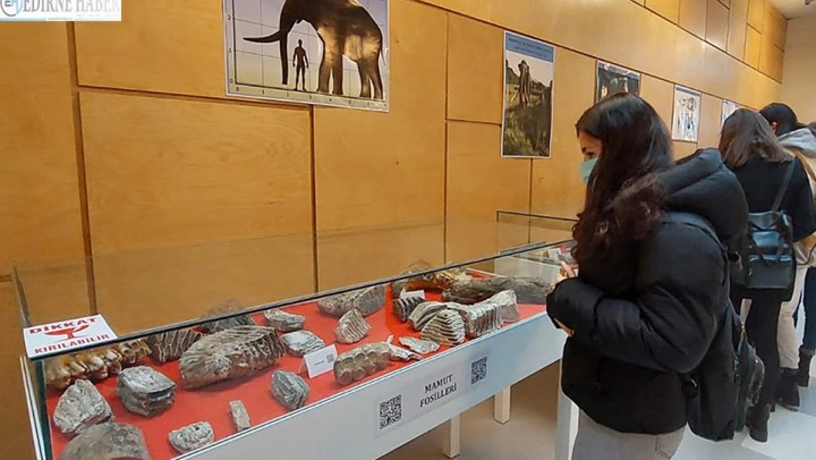 28 bin yıllık mamut kalıntıları sergileniyor