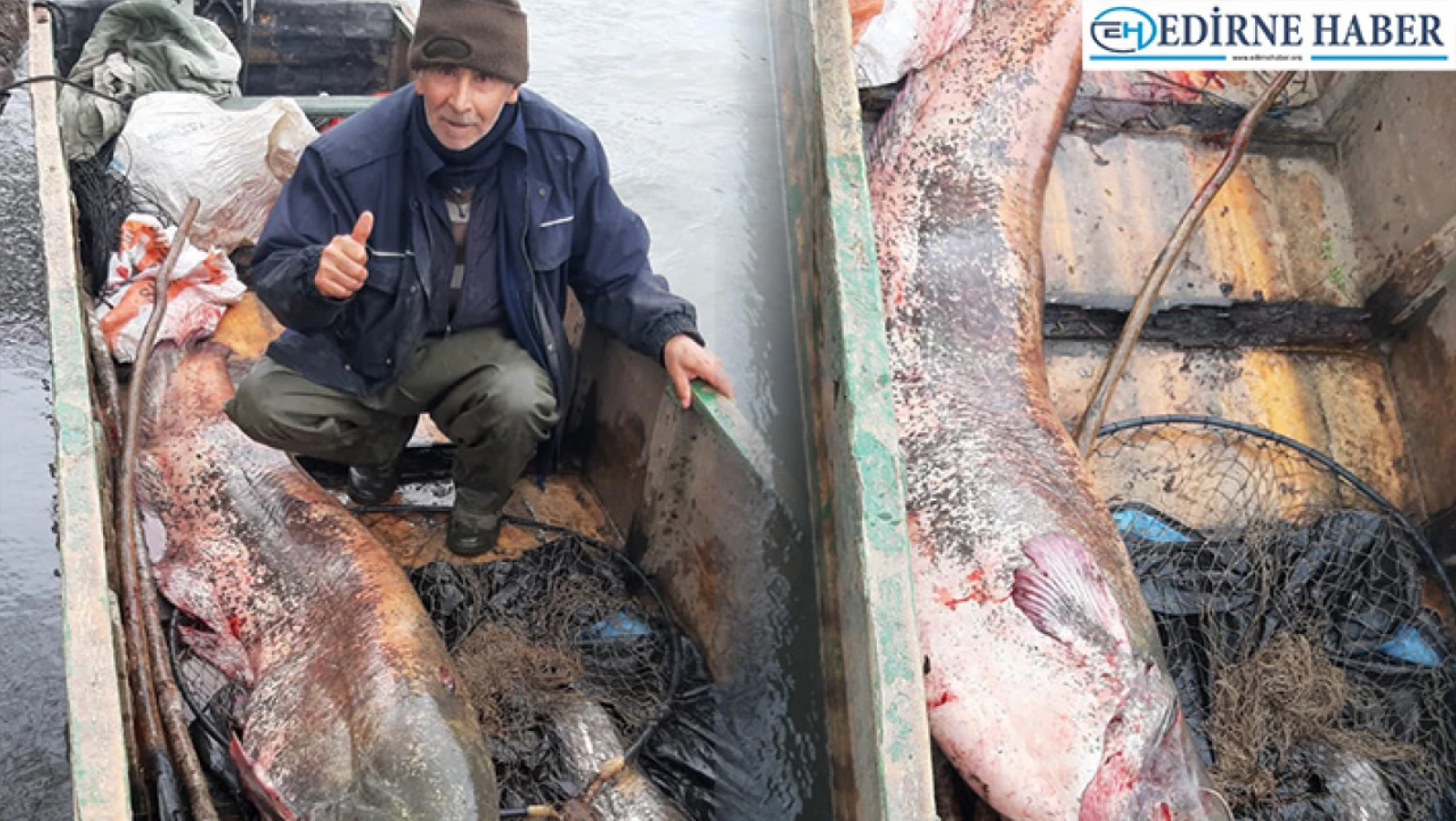 Edirne'de 68 kiloluk yayın balığı yakalandı