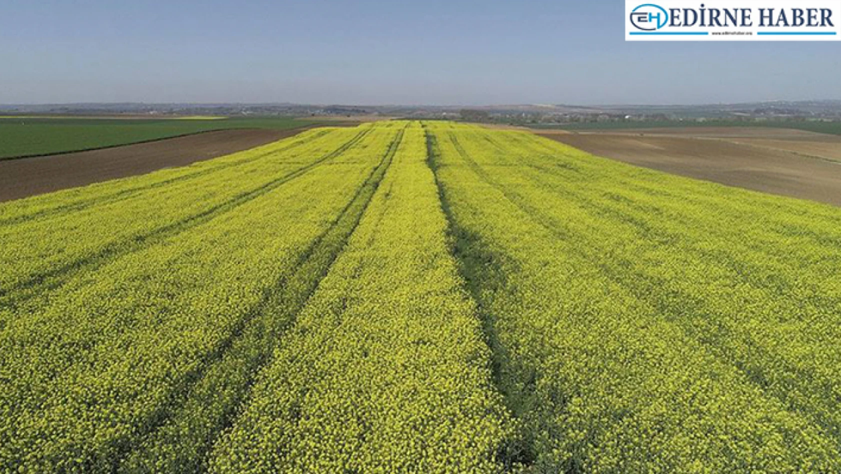 'Edirne'nin Sarı Çiçeği Kanola Projesi' kapsamında yüzde 75 hibeli kanola tohumu verilecek