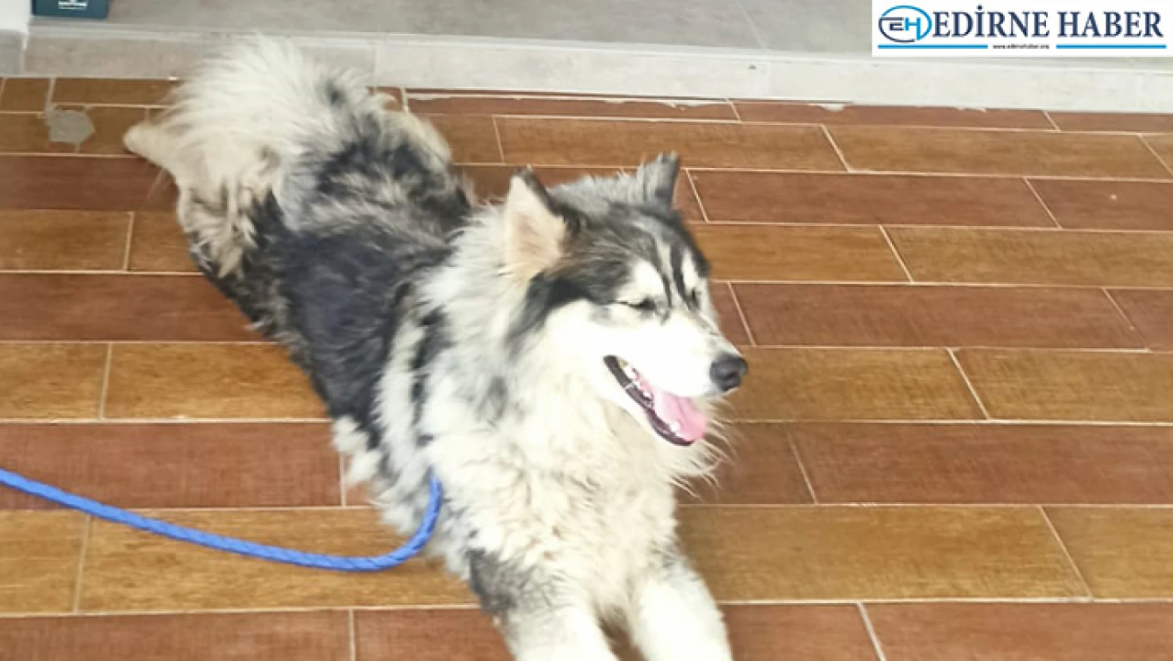 İstanbul'da kaybolan köpek, Keşan'da bulundu