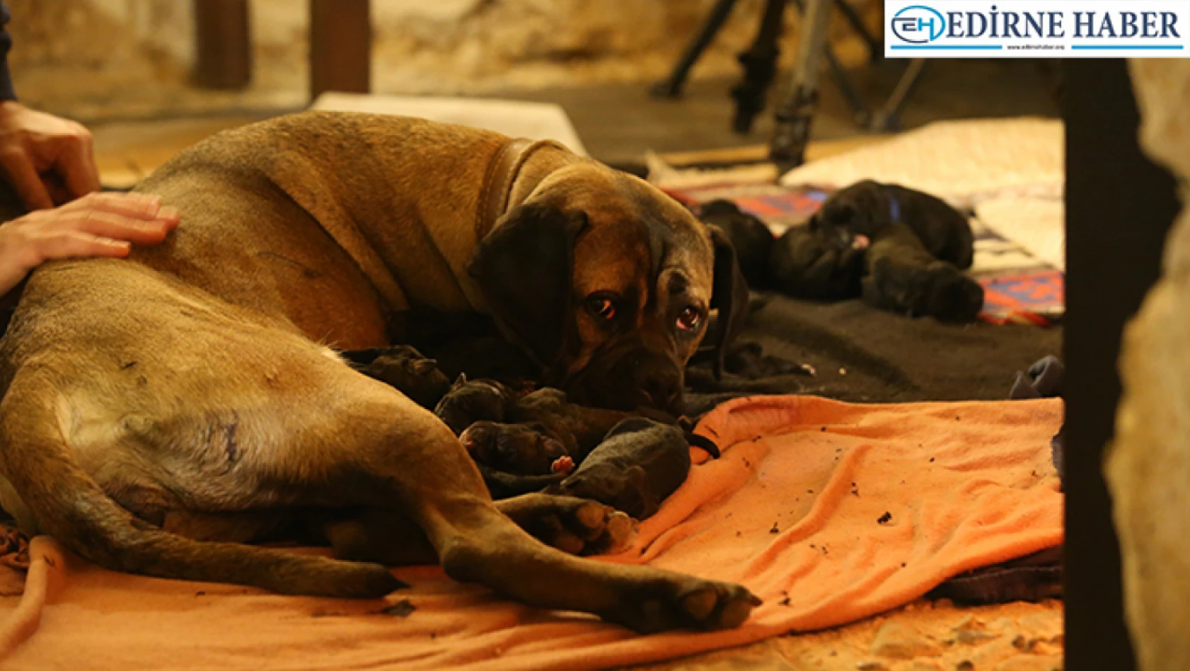 Kırklareli'nde 'Cane Corso' cinsi köpek 14 yavru doğurdu