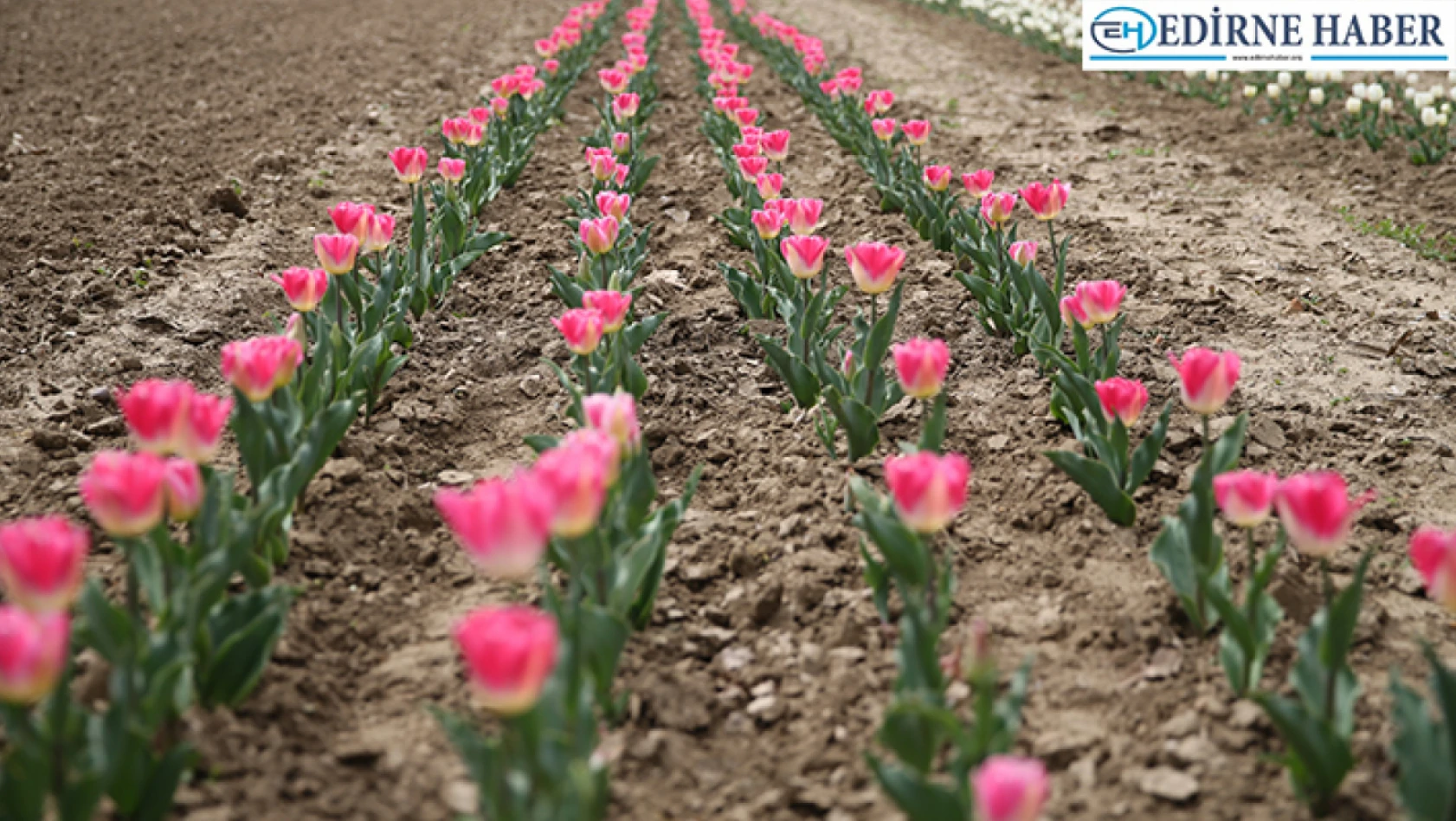 Lale, sümbül ve nergis gibi çiçek soğanlarının yetiştiriciliğinin Edirne'de yaygınlaştırılması hedefleniyor