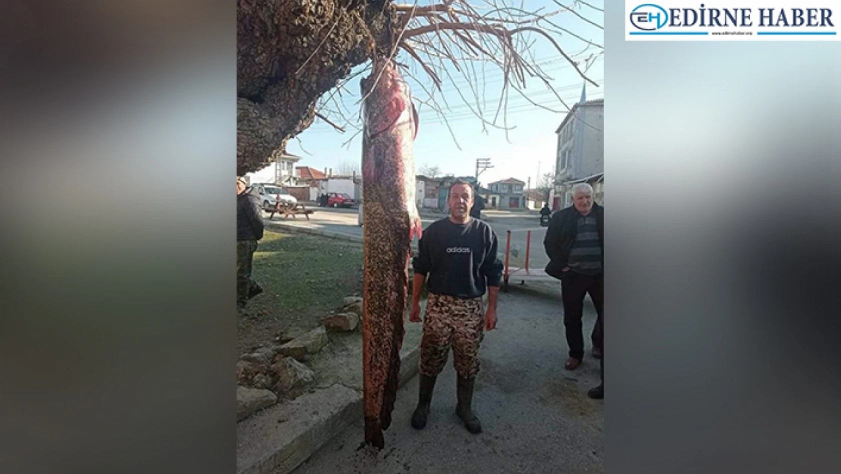 Meriç Nehri'nde 71 kilogramlık yayın balığı yakalandı