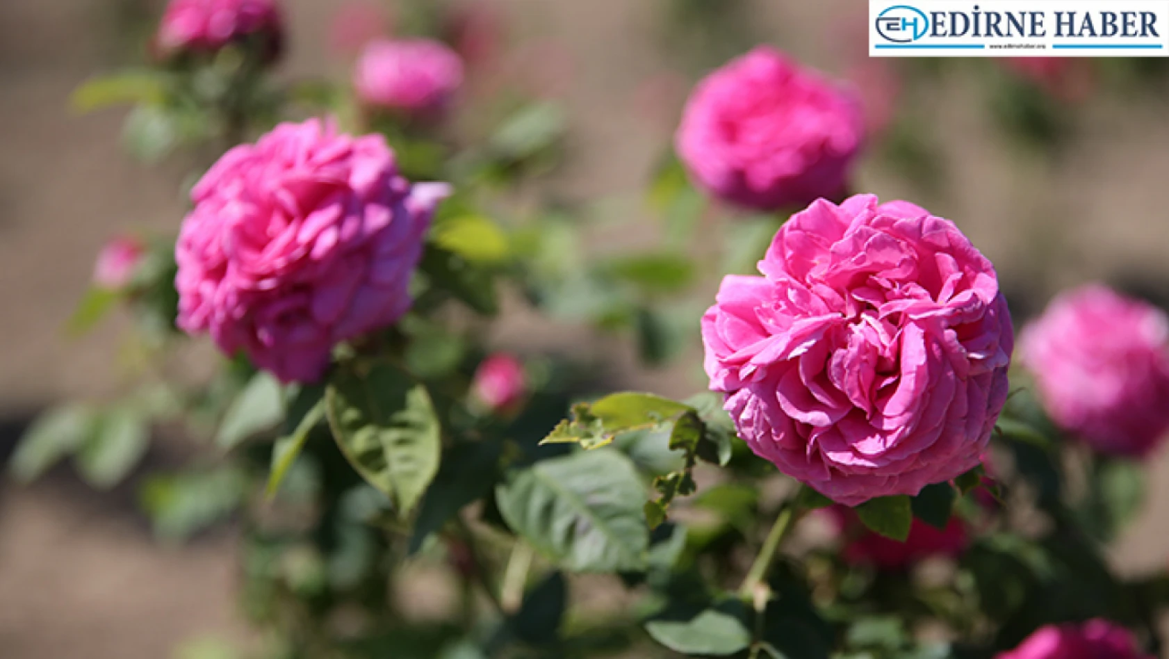 Osmanlı'nın 'gül bahçesi' Edirne'de güller açacak