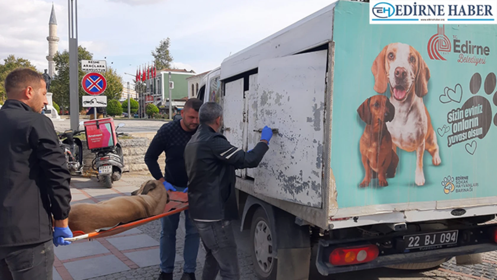 'Sahipsiz Köpeklerin Rehabilitasyonu Projesi' uygulanmaya başladı