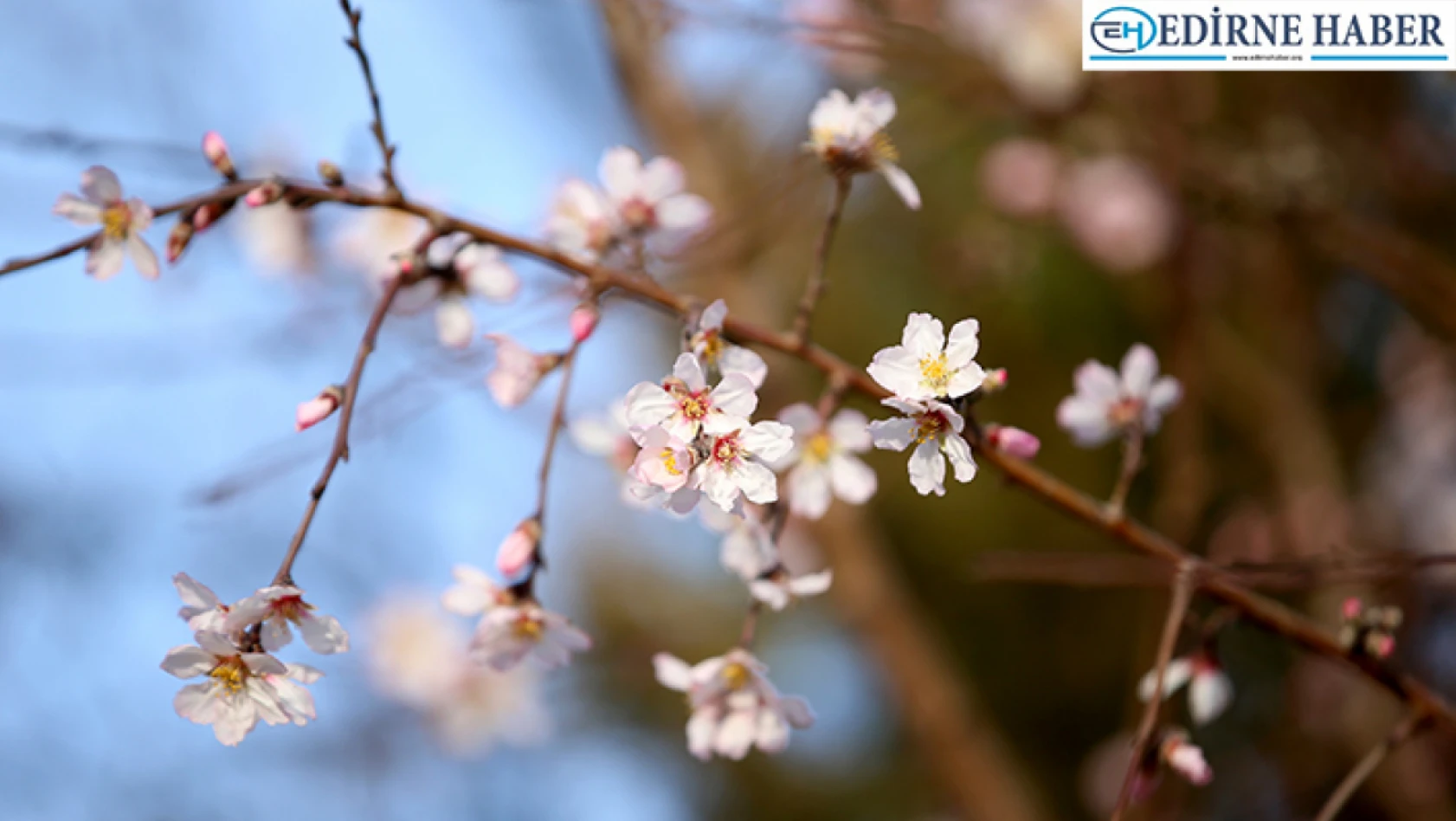 Sıcaklığın mevsim normallerinin üstünde olduğu Kırklareli'nde badem ağacı çiçek açtı