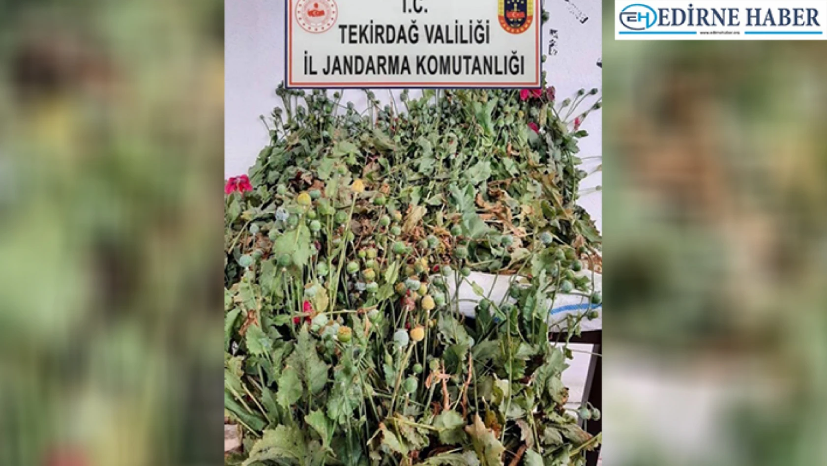 Tekirdağ'da evlerindeki saksılarda haşhaş bitkisi yetiştiren 2 kişi yakalandı