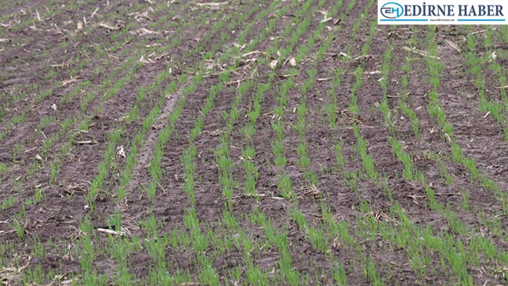Trakya'da etkili olan yağışlar kurak toprağa ekilen buğday tohumlarını filizlendirdi
