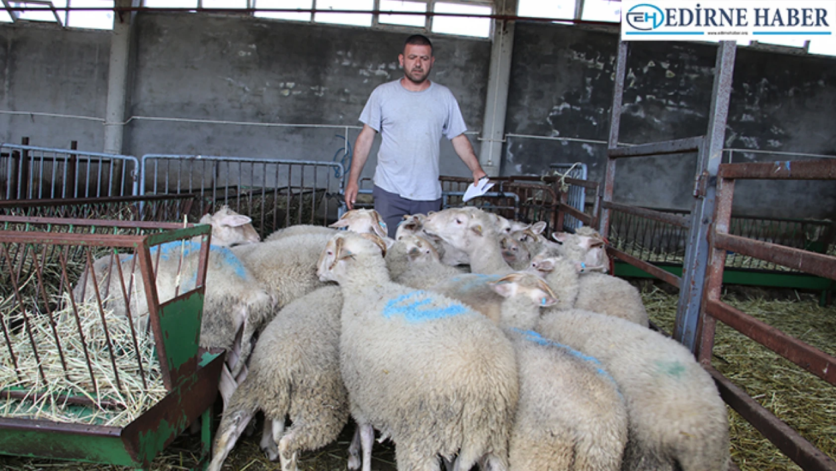 Üniversitede yetiştirilen kıvırcık cinsi kurbanlık koyunların satışı başladı