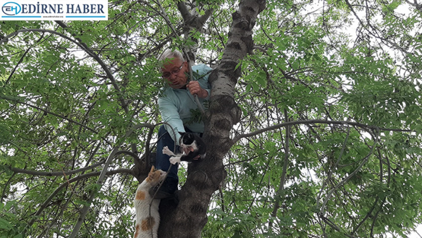 Yavru kediyi annesine kavuşturmak için hayatını hiçe sayarak ağaca tırmandı