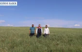 Buğday verimi için süneyle mücadele başladı