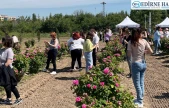 Edirne Gülü için hasat şenliği düzenlendi