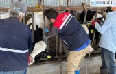 Hayvan çiftliklerinde kontroller sürüyor