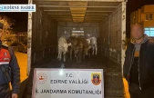 Hayvan hırsızları jandarma'dan kaçamadı