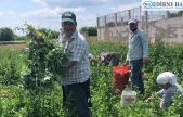 Karaağaç'ta yerli bezelye hasadı başladı