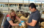 Kurban denetimleri sıklaştırıldı