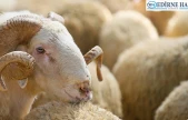 Kurban kesim elemanı kursu kayıtları başladı