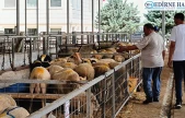 Kurbanlıklar alıcısını bekliyor, besicilerin umudu son günlerde