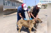 Sahipli hayvanlara mikroçip ve kuduz aşısı