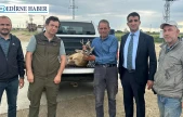 Su kanalına düşen karacayı çeltik işçileri kurtardı