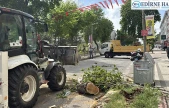 Yola devrilen ağaç trafikte aksamalara neden oldu
