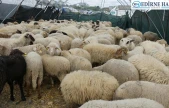 Yumaklı: 'Yetiştiricilerimizin emekleri bizim için çok önemli'