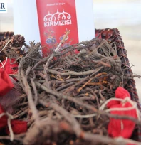 Asırlık renk ekonomiye kazandırıldı