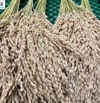 Çeltik saplarından yakıt üretilmesi planlanıyor