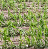 Çiftçiye güvence artıyor: TARSİM'de 2026 yılı risk ve prim destekleri netleşti