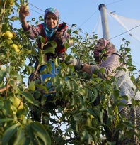 Devlet desteğiyle yaygınlaşan meyve bahçeleri, çiftçinin kazancını artırdı