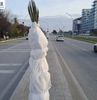 Edirne'de palmiyeler ayaz nöbetinde: 'Aman üşümesinler başkan!'