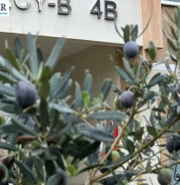 Edirne'de zeytin sürprizi