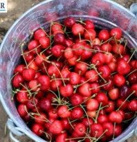 Edirne'nin gururu Çeribaşı Kirazı'na coğrafi işaret tescili