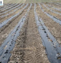 Efsane renk Edirne kırmızısı kentin ekonomik ve kültürel değerleri arasına girdi