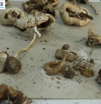 Ekosistemi korumak için Ganos Dağı'nın mantar haritası çıkarılıyor