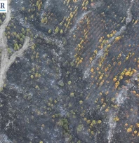 Enez yangınının bilançosu ağır