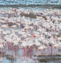 Göçmen kuşlar çeltik tarlalarında besleniyor